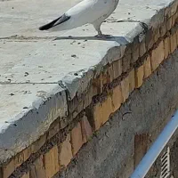 کفتر پرشی ساعت سنگین|پرنده|شاهرود, |دیوار