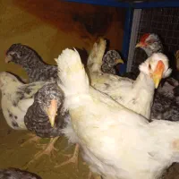 جوجه گلین پنگوئنی  ویاندوت سیلور ایام سمانی|حیوانات مزرعه|پاکدشت, پاکدشت (مامازند)|دیوار