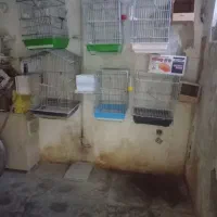 قفس پرنده