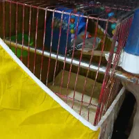 یک جفت فنچ|پرنده|شیروان (خراسان), |دیوار