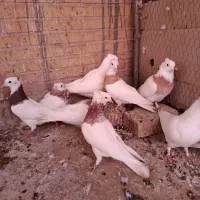 طوقی|پرنده|یزد, |دیوار