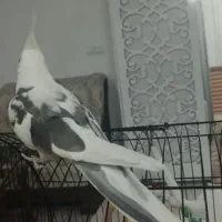 عروس هلندی سخنکو فول اهلی|پرنده|مرند, |دیوار