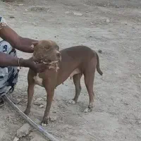 سگ پیت بول نرو ماده