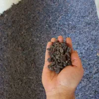 کشمش افتابی بواناتی|خوردنی و آشامیدنی|خرم بید, |دیوار