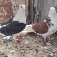 کبوتر پرشی رنگی|پرنده|قم, نیروگاه|دیوار