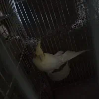 عروس هلندی ماده