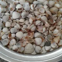 صدف|ماهی|کرمانشاه, |دیوار
