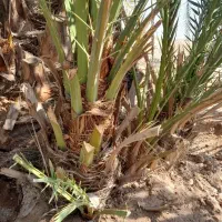 پاجوش برحی|گل و گیاه طبیعی|امیدیه, |دیوار