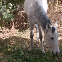 اسب مادیون سه سال|اسب و تجهیزات اسب‌سواری|پیشوا, |دیوار