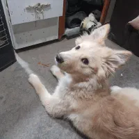 سگ پاکوتاه|سگ|شهریار, کهنز|دیوار