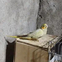 عروس هلندی دستی