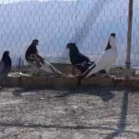 کفتر|پرنده|شیراز, میانرود|دیوار