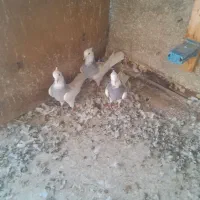 طوقی صحرای