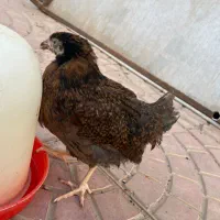 جوجه محلی