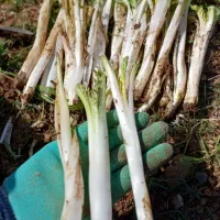 فروش کنگر تازه واس امروز