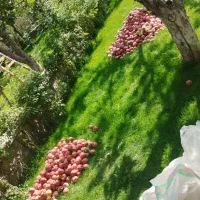 سیب|خوردنی و آشامیدنی|باسمنج, |دیوار