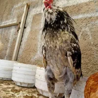 خروس گلین طوسی سفید فروشی یا معاوضه