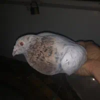زرد هفترنگ خطی