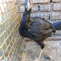 لاری نسل ظمانتی قابل استعلام|حیوانات مزرعه|چالدران, |دیوار