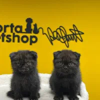 اسکاتیش رنگ جذاب چاکلت بی نظیر ترین رنک در ایران