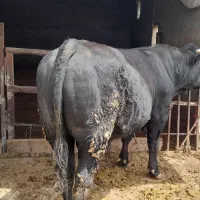 گوساله چاق نر ۷۰۰ کیلو