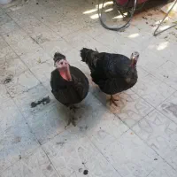 دو عدد بوقلمون تخم گزار