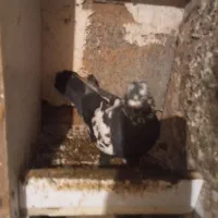 کبوتر عتیقه زمانتی