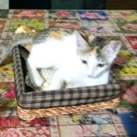 واگذاری. گربه. رایگان|گربه|گنبد کاووس, |دیوار