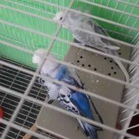 جفت مرغ عشق پروانهای دوگل فول