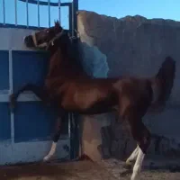 فروش اسب