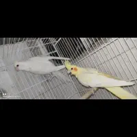 فروش جفت های مولد برزیلی و عروس هلندی|پرنده|شیراز, شیخ علی چوپان|دیوار