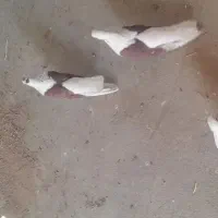 ماده پشت سرخ