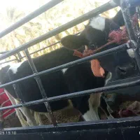 ۱۳000000|حیوانات مزرعه|بم, |دیوار