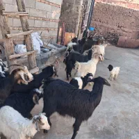 11راس بز شیری جوان