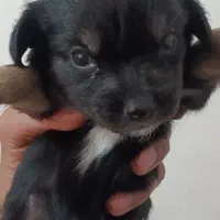 واگذاری سگ اشپیتس|سگ|دلند, |دیوار