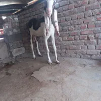 بز مری پاکستانی