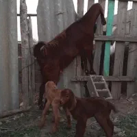 دو عدد بز بزقاله دار