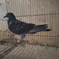 کبوتر پلاکی