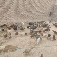 سلطان مرغ محلی بلوچستان