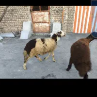 بره