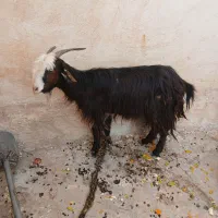 تیربز ترکی|حیوانات مزرعه|مسجد سلیمان, |دیوار