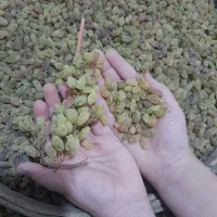 انگور سایه خشک کشمشی درشت درجه یک ارگانیک|خوردنی و آشامیدنی|ملایر, |دیوار