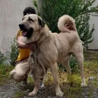 واگذاری سگ پژدر