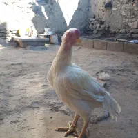 خروس لاری سفید تاج مهر|حیوانات مزرعه|بازرگان, |دیوار