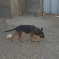 سگ ژرمن ماده