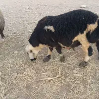 بره نر