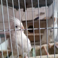 عروس هلندی البینو دوکت