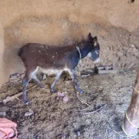 فروش خرماده و کره|حیوانات مزرعه|ماهنشان, |دیوار