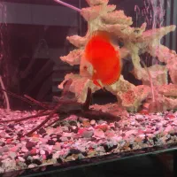 آکواریوم خاص و لاکچری با ماهی های دیسکس|ماهی|چهاردانگه (تهران), |دیوار