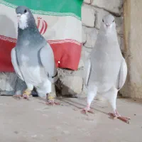 کبوتر شهری|پرنده|شیراز, کفترک|دیوار